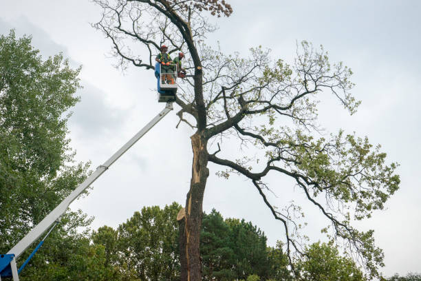 Best Tree Risk Assessment  in Cedar Grove, FL